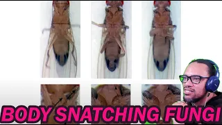REACTION: True Facts: Fungi That Control The Insects They Eat