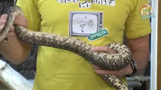 Reptil.TV - Folge 14 - Begutachtung von Schlangen