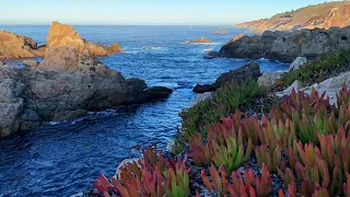 Peaceful & Calming Ocean Waves during Sunrise from a Succulent filled Cliff  - Big Sur, CA