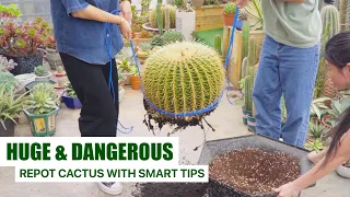 Repot HUGE and SPIKY Cactus - Super Easy with Smart Tips 🌵🌵 // Master Tips by Joy Garden