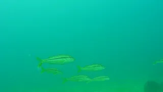 Pesca submarina  Salmonetes