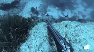 Deep Spearfishing Encyclopedia: Bonus#1