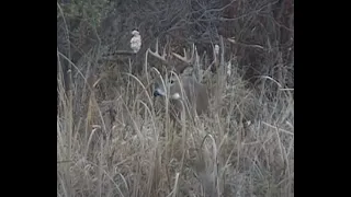 Dan sets up 40 yards from a big bedded buck and gets his shot.