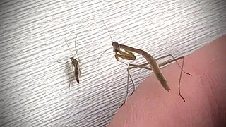 Baby Mantis VS Mosquito