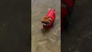 Pomeranian swims at the beach!