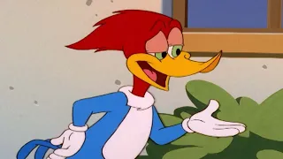 Woody helps Wally with his love life | Woody Woodpecker