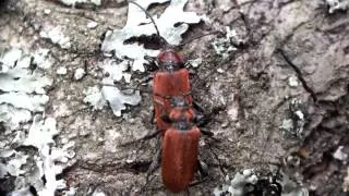 Ściga purpurowa (Pyrrhidium sanguineum). Parka, oraz zmagania samców.