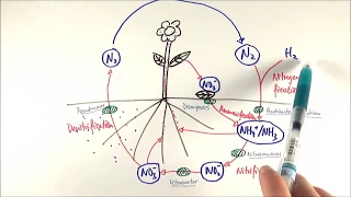 A2 Biology - Nitrogen cycle (OCR A Chapter 23.3)