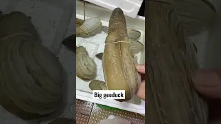 Geoduck #shorts #food #viral #videos #seafood