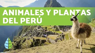 5 ANIMALES de la SELVA PERUANA y algunas PLANTAS 🌳🐍