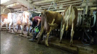 Milking Cows - The Never Ending Job