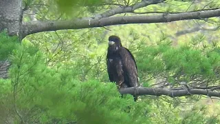 First eaglet's first flight