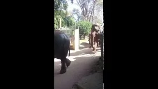Слонопитомник Пиннавела. Слоны идут купаться