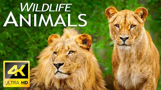 Animal Kingdom 4K: African wildlife collection in 4K - Scenic Wildlife Film With Calming Music