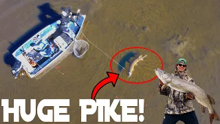 Unbelievable Northern Pike Strike: Drone Captures the Action During Sight Fishing