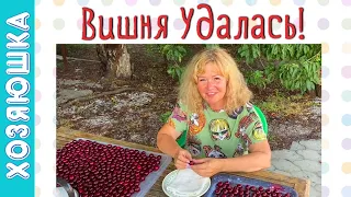 ПРОДОЛЖАЕМ ДЕЛАТЬ НАВЕС!!! Какая ВИШНЯ в этом году! Прогулки по Краснодару.