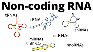 ncRNAs - all types of non-coding RNA (lncRNA, tRNA, rRNA, snRNA, snoRNA, siRNA, miRNA, piRNA)