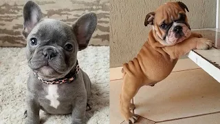 Cute and Funny French and English Bulldog Compilation ~ Dog breeds #3