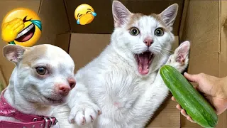 Hilarious Cats and Dogs😹🐶Funniest Animals 2024😻Part 7