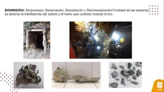 Tratamiento de minerales sulfurados refractarios de oro mediante procesos de biolixiviacion