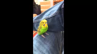 Kiwi the parakeet repeats after me