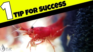 How to Breed Freshwater Shrimp - The Most Important Factor