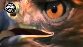 eagle attack best compilations HD