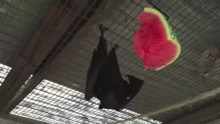 Bat claims watermelon for his own!