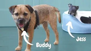 Babysitting Buddy the border terrier || VLOG