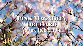 🌸 Stress Relief with Beautiful Pink Magnolia Blossoms and Spring Birdsongs 4K 2hours