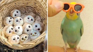 Smart And Funny Parrots Parrot Talking Videos Compilation (2023) - Cute Birds #3