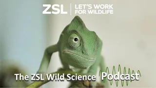 ZSL #003: Saving pangolins: Earth’s most trafficked wild mammals