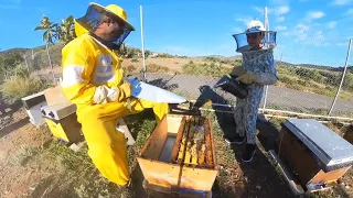Φθινοπωρινή ανάπτυξης Μελισσίων ( Νοέμβριος 2023 )