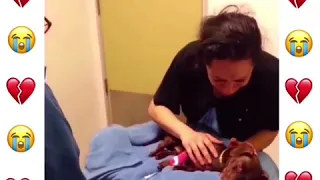 💔💔EL ÚLTIMO ADIÓS 😭😭😭 MIRA COMO LLORA A SU PERRO 🐶 💔😭