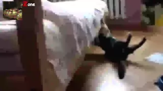 Best Funny Cats Jump Fails Compilation 2014 Сборка лучших приколов про кошек 2014