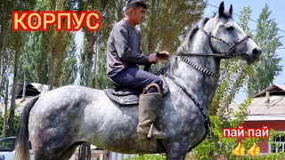 Орловской   по  Кличка  💥 КОРПУС 💥рост  1.70 cm Улагы  Жакшы Чыкты дейт