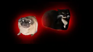 6 "Pug and Maxwell The Cat Dancing" Sound Variations in 37 Seconds