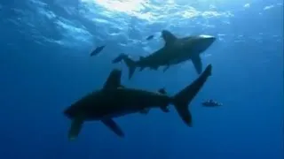 Oceanic Whitetip Shark Attack | Planet Earth | BBC Earth