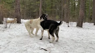 Two Puppies of Central Asian Dogs fighting because each wants to dig the same hole!?