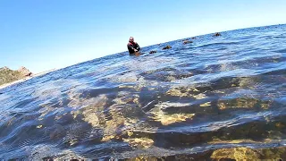 Diving for Crayfish, South Africa