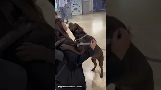 ¡Estos reencuentros de perritos te moverán el corazón!