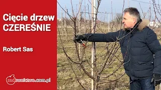 Cięcie drzew - czereśnie - Robert Sas