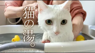 Bathing cats who like playing in water. Third bath.