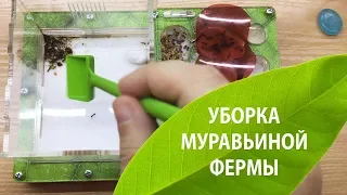 Уборка муравьиной фермы