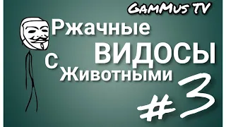 ПРИКОЛЫ / ТОП-контент!Таких смешных видосов вы еще не видели! 3 часть подборок приколов с животными.