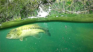 BIG BASS Fishing with UNDERWATER CAMERA! Aqua View!!!