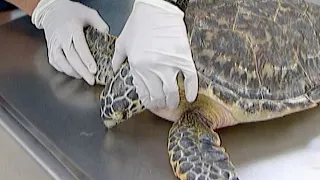 Visiting a Turtle Hospital in Florida | Animal Rescue