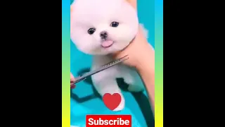 Tik Tok chò phõc sóc mini🥰 funny and cute Pomeranian # 202