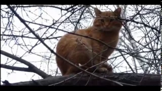 14.04.2016г ... Бирюлёво-Западное . Кот на дереве , прогулка с собакой .