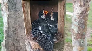 Baby falls out of the nest when the mother enters the nest | 14 days